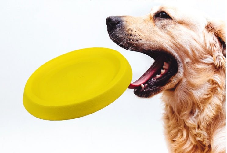 Pet Dogs Throwing Plastic Toys - MyMobile