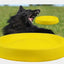 Pet Dogs Throwing Plastic Toys - MyMobile