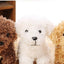 Pet doll teddy dog toy For Kids & Children - MyMobile